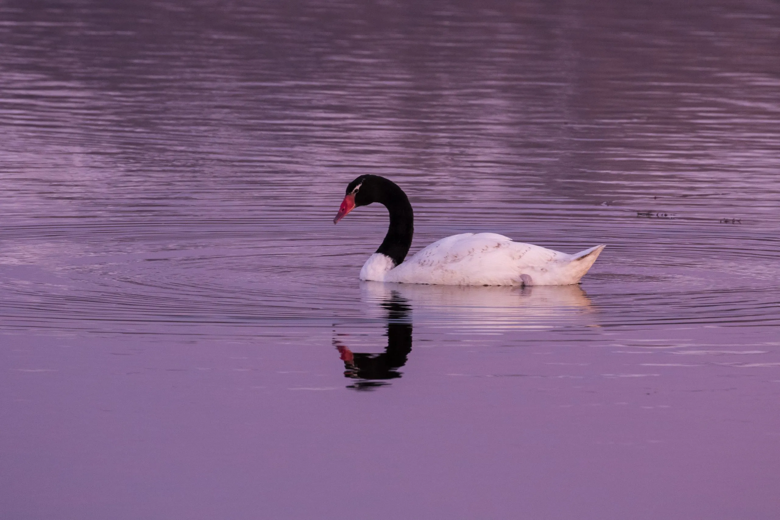 Cisne de cuello negro reflejado en el agua al amanecer