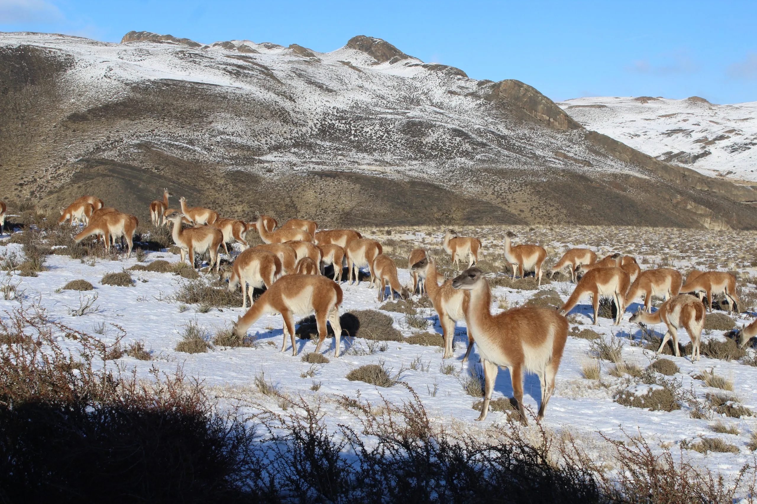 Manada de guanacos cruzando un campo nevado
