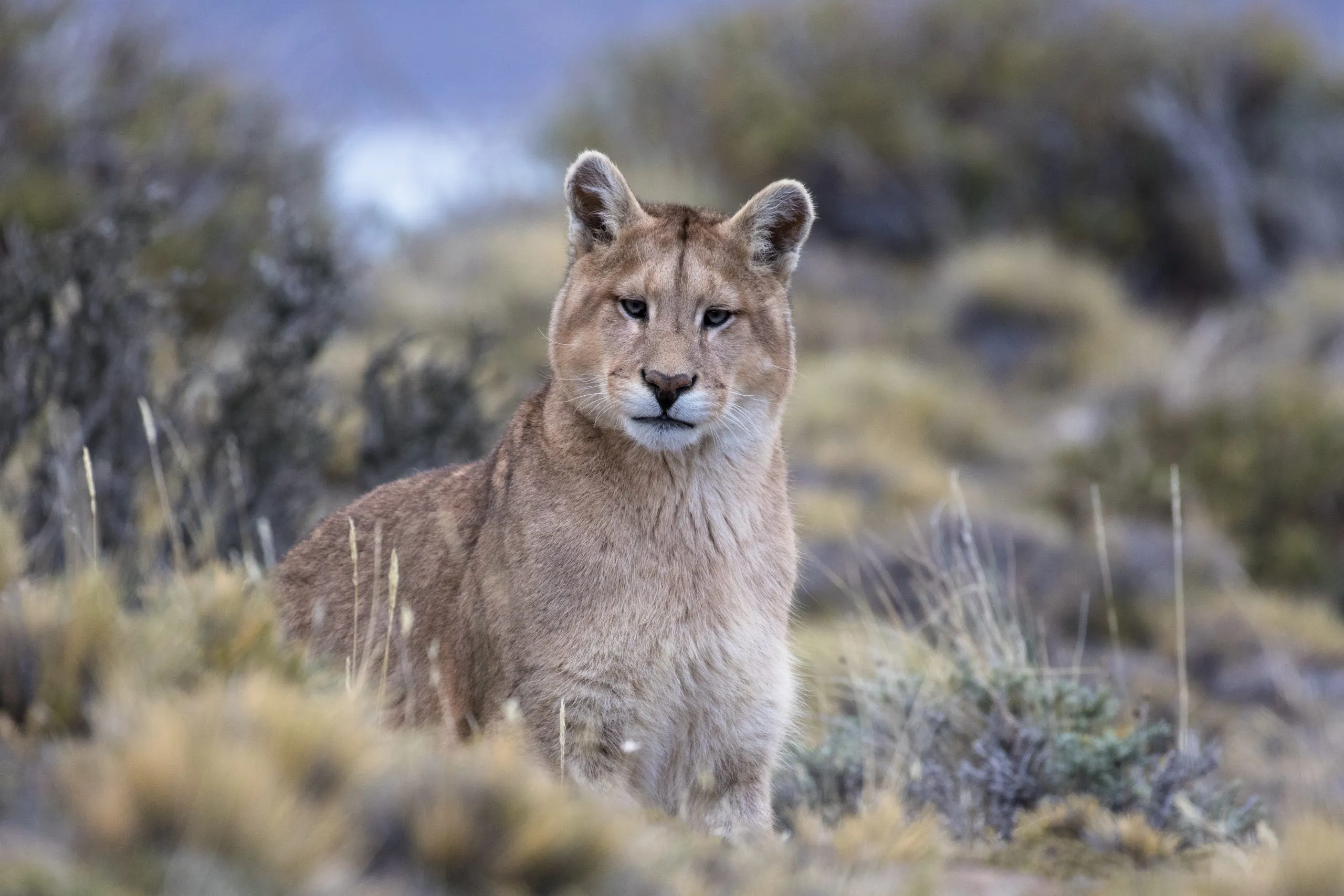 Puma observando la estepa en Torres del Paine