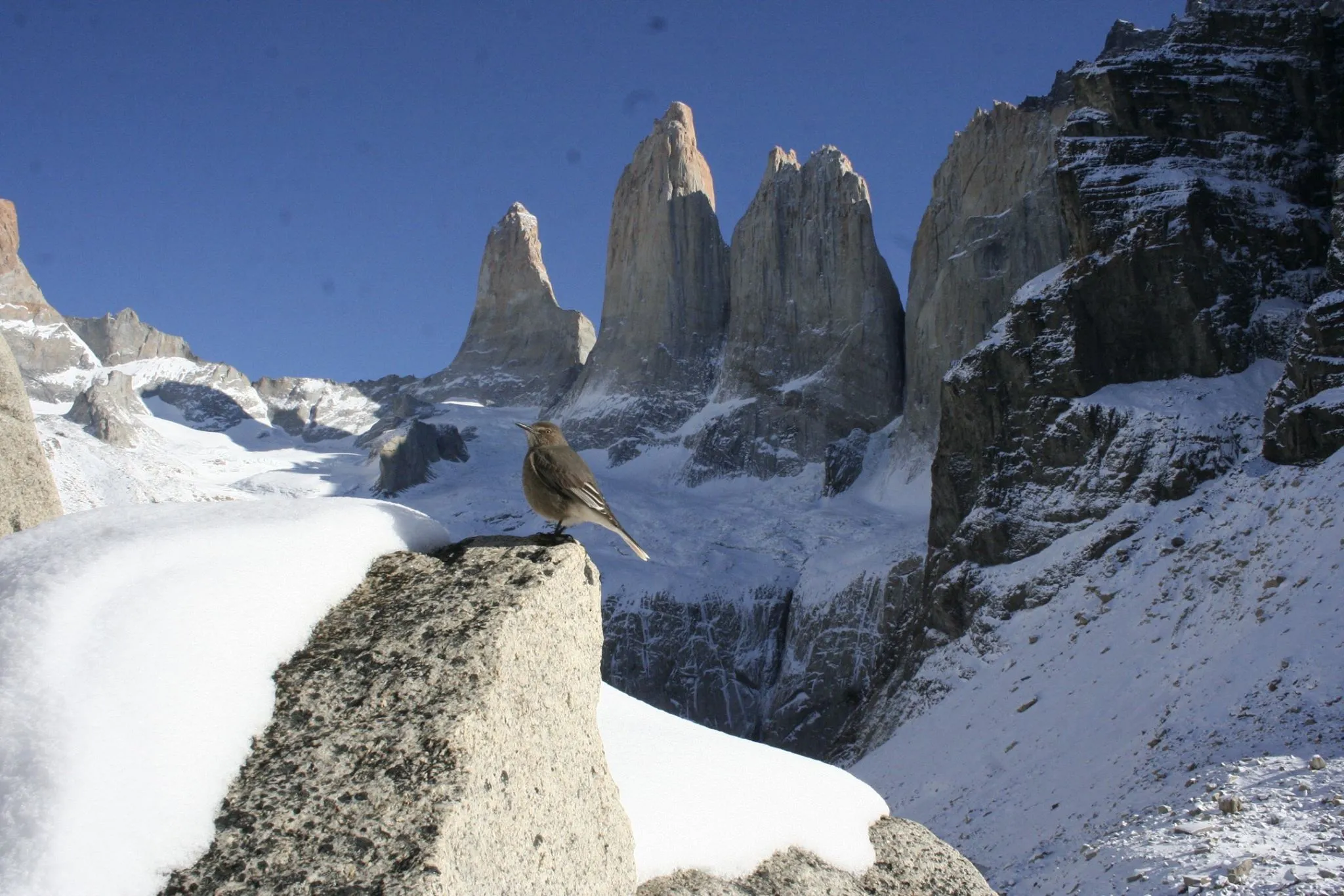 Las Torres del Paine nevadas con un ave sobrevolando